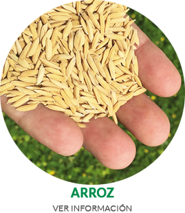 ARROZ