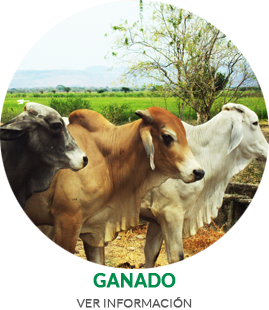 GANADO